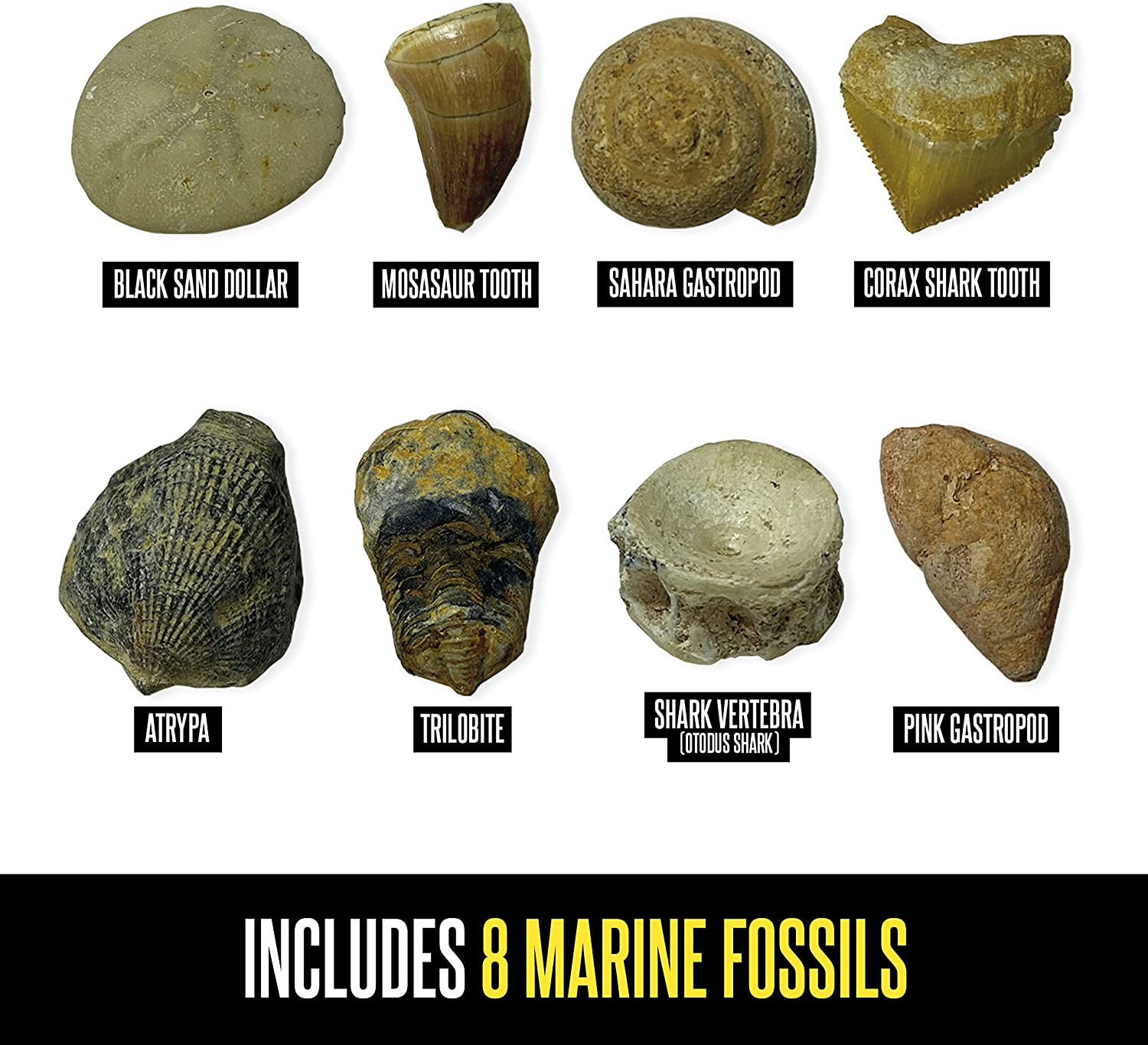 Geosafari® Fossil Excavation Kit